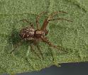 Philodromus_aureolus_D8176_Z_90_Bij afgraving_Nederland